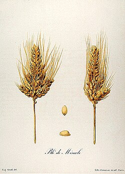 Miracle wheat (Triticum turgidum var. mirabile)