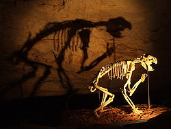 Skeleton of Thylacoleo at the Naracoorte Caves