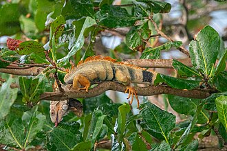 A mating colored iguana drinking water off seagrape leaves (Coccoloba uvifera) during rainfall in Rincón, Puerto Rico.