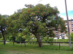 A tree in an urban park in Rosario, Argentina