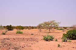 Semi-arid Niger