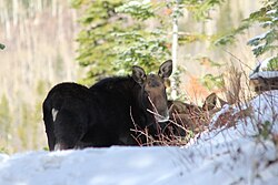 A cow and bull moose on Rabbit Ears Pass