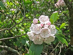 Kalmia is classified according to Linnaeus' sexual system in class Decandria, order Monogyna, because it has 10 stamens and one pistil