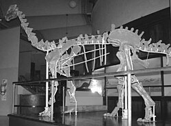 Skeletal mount of Neuquensaurus australis