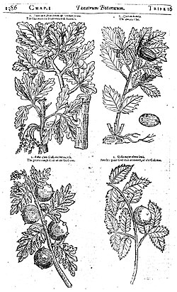 Illustrations of parts of an oak tree from page 1386 of Theatrum Botanicum (1640).