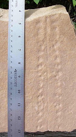 The trackway Protichnites from the Cambrian, Blackberry Hill, central Wisconsin