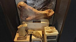 Various finds of Mylodon from Cueva del Milodón (femur, mandible, hair)