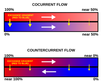 Fig. 2. A comparison between the operations and effects of a cocurrent and a countercurrent flow exchange system is depicted by the upper and lower diagrams respectively. In both it is assumed (and indicated) that red has a higher value (e.g. of temperature or the partial pressure of a gas) than blue and that the property being transported in the channels therefore flows from red to blue. Note that channels are contiguous if effective exchange is to occur (i.e. there can be no gap between the channels).