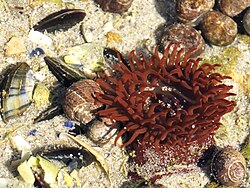 The beadlet anemone was named Priapus equinus in 1758.