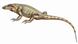 Phylogenetic classifications group the traditional "mammal-like reptiles", like this Varanodon, with other synapsids, not with extant reptiles