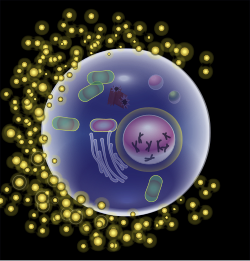 Diagram of a human egg cell