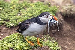 An Atlantic puffin with a mouth full of lesser sand eels