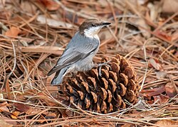 A Brown-headed Nuthatch perches on a pinecone (South Carolina, 2025).