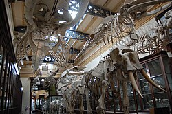 Comparative Osteology Room in the La Plata Museum, Argentina.
