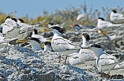 Cabot's terns breeding on an islet off Puerto Deseado