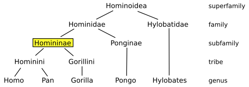Evolutionary tree chart emphasizing the subfamily Homininae and the tribe Hominini. After diverging from the line to Ponginae, the early Homininae split into the tribes Hominini and Gorillini. The early Hominini split further, separating the line to Homo from the lineage of Pan. Currently, tribe Hominini designates the subtribes Hominina, containing genus Homo; Panina, genus Pan; and Australopithecina, with several extinct genera—the subtribes are not labelled on this chart.