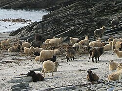 North Ronaldsay sheep are a semi-feral breed that has evolved to eat seaweed.[170] Their unique genetic inheritance makes them of interest to conservationists.[171]