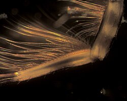 Setae on the foreleg of a mayfly