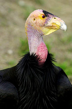 The upper body and head