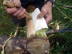 Pine bark was used as emergency food in Finland during famine, as recently as the 1918 civil war.