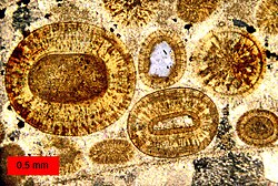 A thin slice of calcitic ooids from the Carmel Formation, Middle Jurassic, of southern Utah, USA.