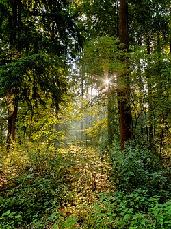 Groundcover in a forest in Dülmen, North Rhine-Westphalia, Germany