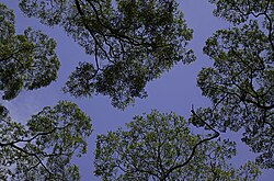 The canopy of a forest in Sabah, Malaysia