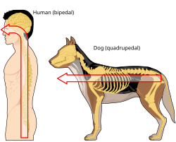Because of differences in the way humans and other animals are structured, different terms are used according to the neuraxis and whether an animal is a vertebrate or invertebrate.