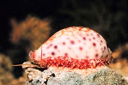 About 80% of all known mollusc species are gastropods (snails and slugs), including this cowry (a sea snail).[21]