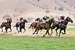 Tambo Valley Picnic Races, Victoria, Australia 2006