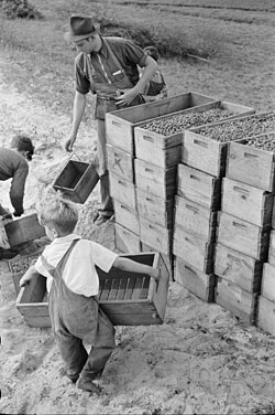 Arthur Rothstein, Child Labor, Cranberry Bog, 1939. Brooklyn Museum