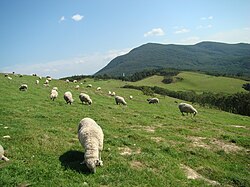 Daegwallyeong Sheep Farm