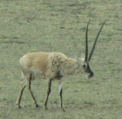Tibetan antelope in the Changtang Nature Reserve