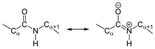 Resonance structures of the peptide bond that links individual amino acids to form a protein polymer