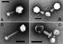 These are cyanophages, viruses that infect cyanobacteria (scale bars indicate 100 nm)