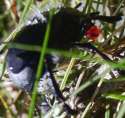 The bloody-nose beetle, Timarcha tenebricosa, exuding a drop of noxious red liquid (upper right)