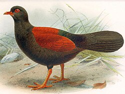 Black-naped pheasant pigeon, also known as Auwo