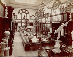 The Faculty Room in 1886, when it served as home to the art and natural history collections