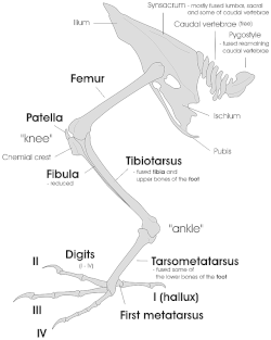 Leg and pelvic girdle bones of bird