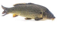 22 inch long common carp