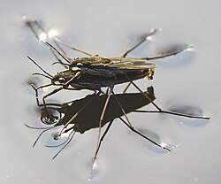 Pondskaters are adapted to use surface tension to keep above a freshwater surface.