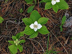 Mature and immature flowers of Cornus canadensis, Bonnechere Provincial Park, Ontario
