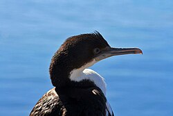 Immature imperial shag (Leucocarbo atriceps)