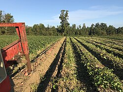 Sweet potato harvest in Nash County, North Carolina, United States