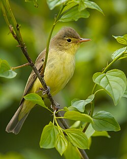 Icterine warbler (Hippolais icterina) in Germany