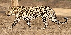 Indian leopard in Bandipur National Park