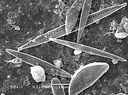 Phytoplankton grow shells which later sink to the seabed to become biogenous sediments. For example, diatoms make silicate shells, which become siliceous ooze.