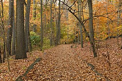 Thain Family Forest in NYBG