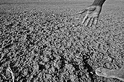 Drought-affected area in Karnataka, India in 2012.