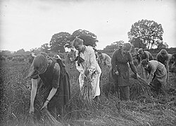 Flax being harvested by the Women's Land Army in Britain, during World War I